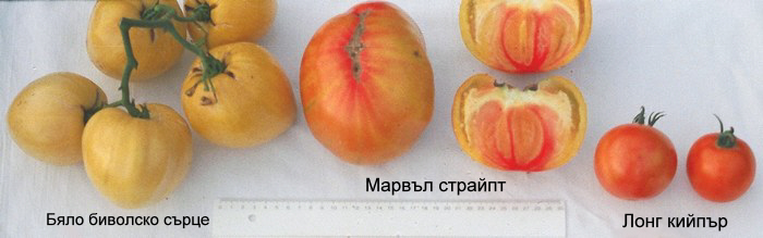 домати Марвъл страйпт