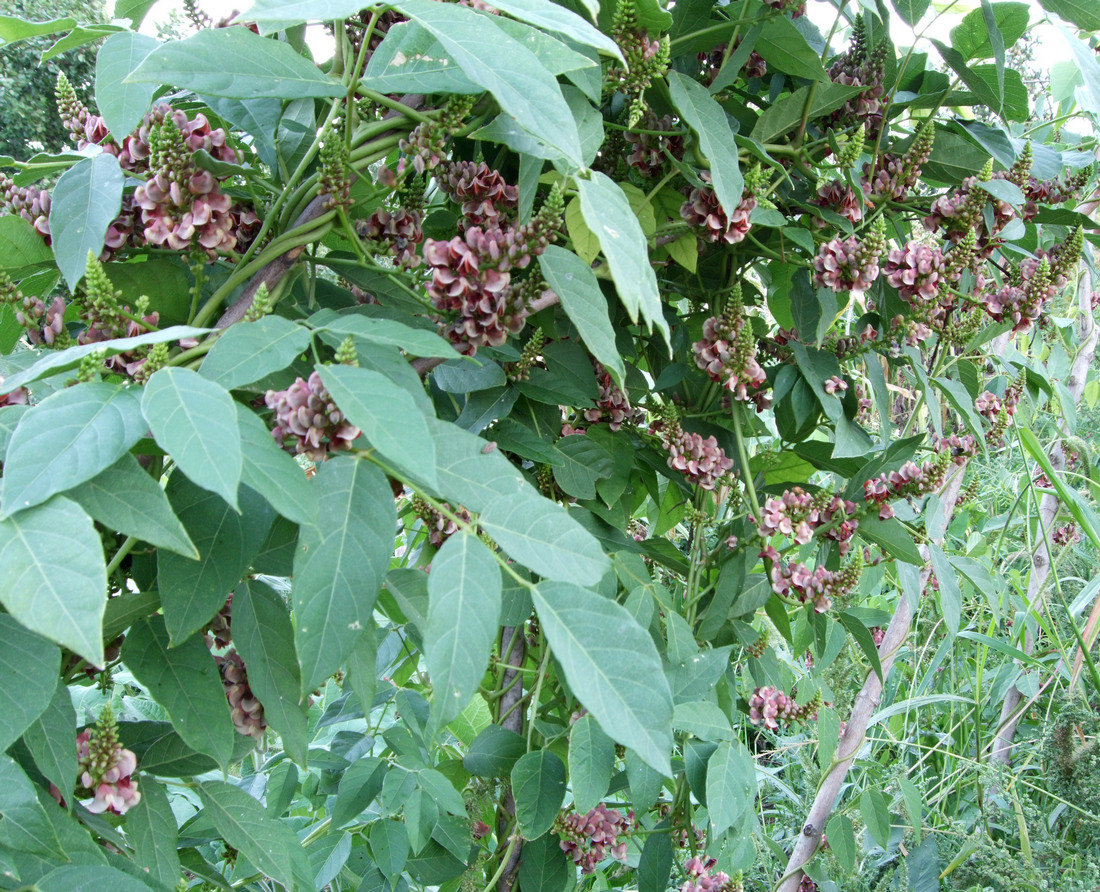 Апиос, Американски земен орех (Apios americana) листа и цветове