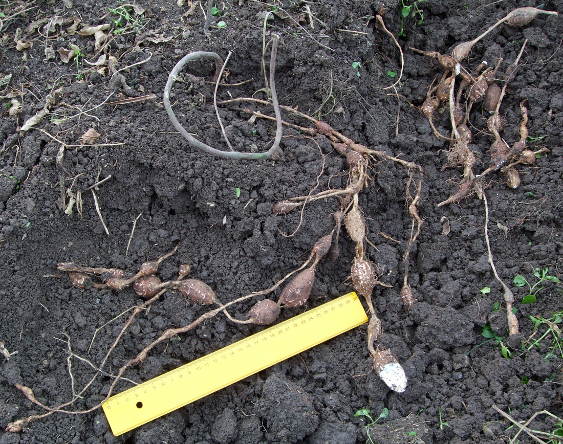 Апиос, Американски земен орех (Apios americana) корени