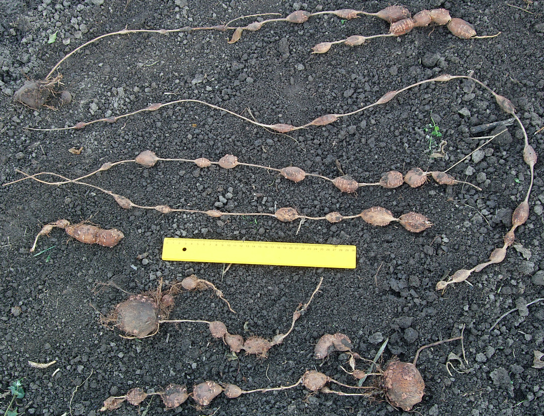 Апиос, Американски земен орех (Apios americana) клубени/корени