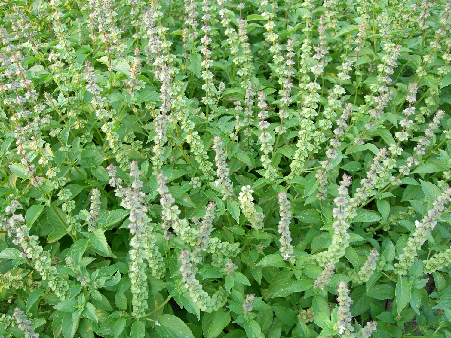 босилек Мисис Бърнс