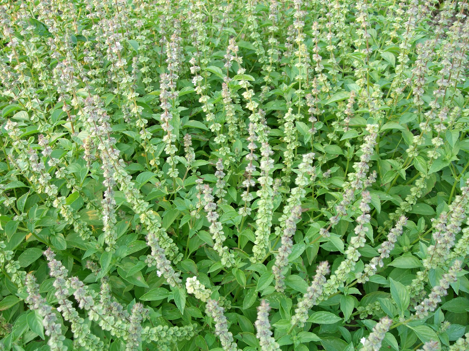 босилек Мисис Бърнс