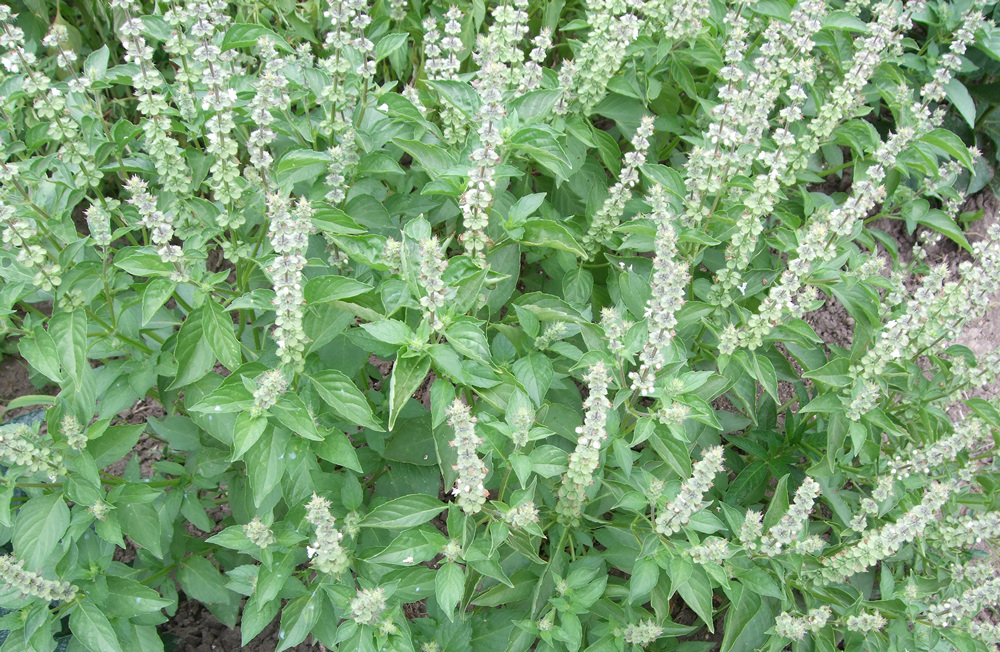 босилек Лайм