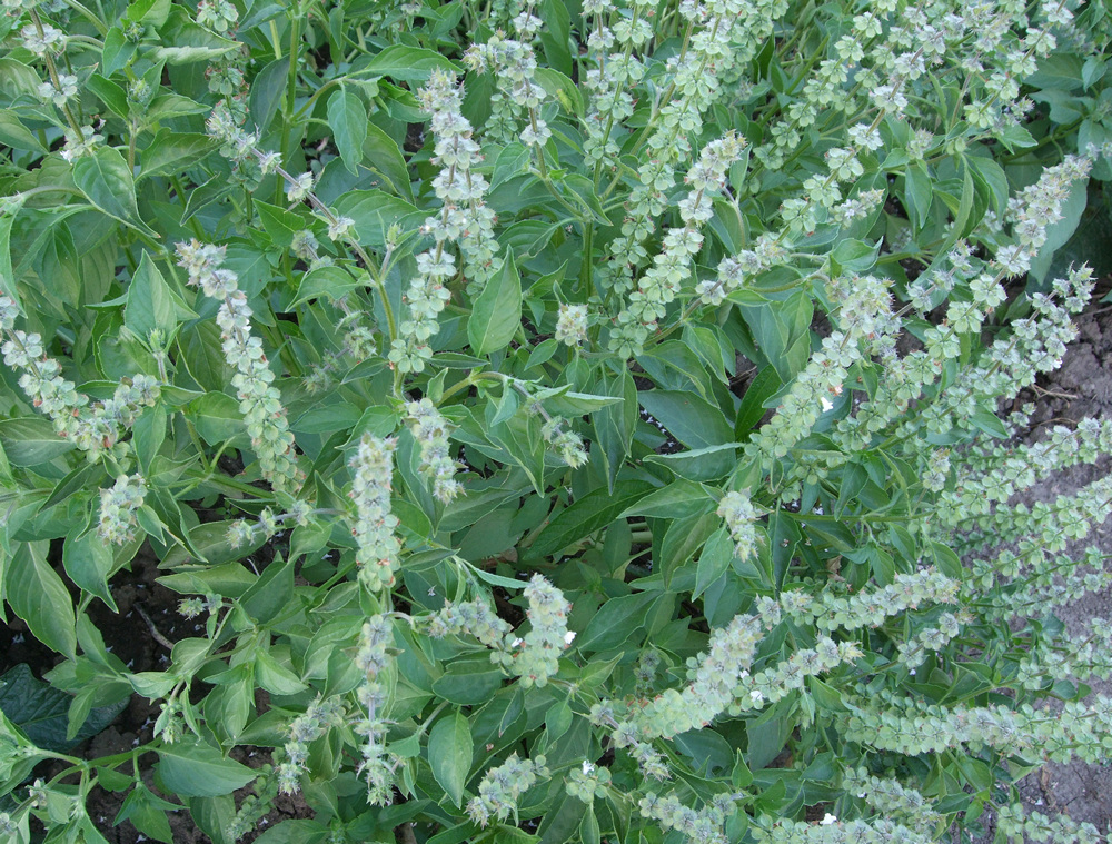 босилек Лайм