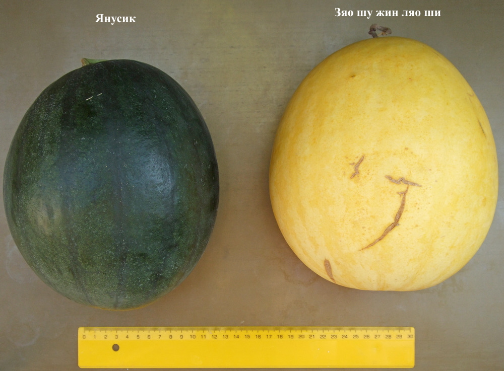 дини Янусик и Зяо шу жин ляо ши