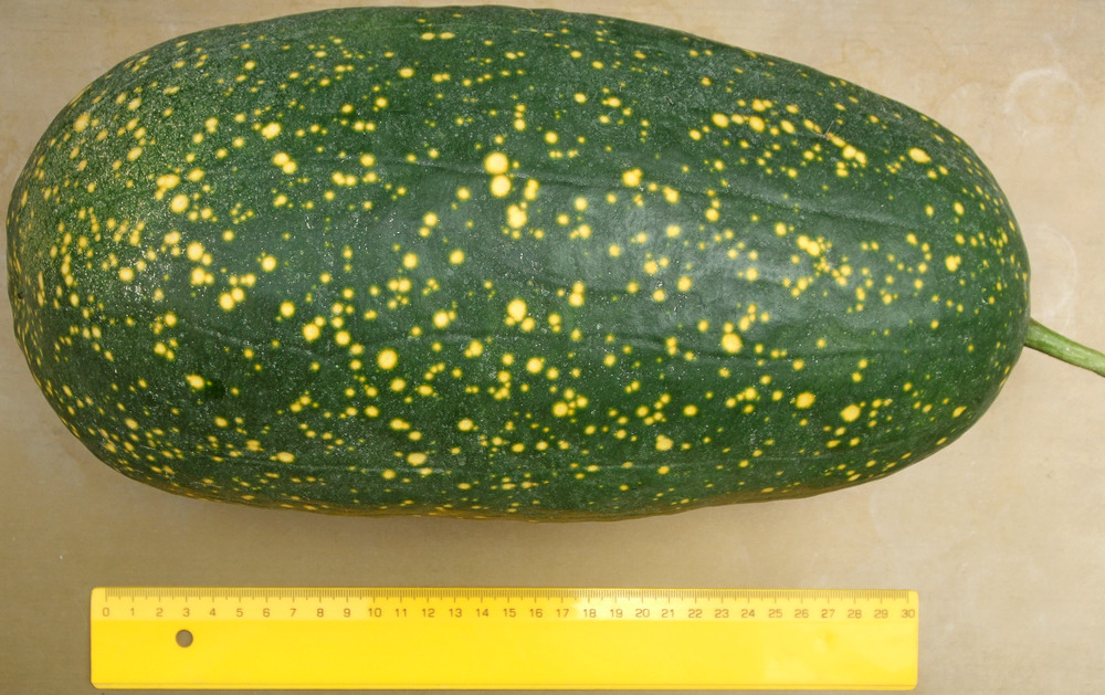 диня сорт Луна и звезди жълта