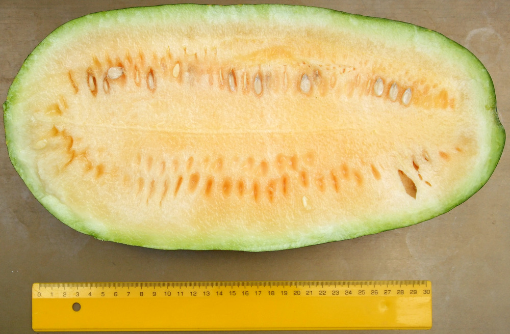 диня сорт Луна и звезди жълта