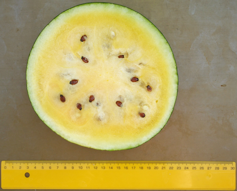 дини сорт Янусик