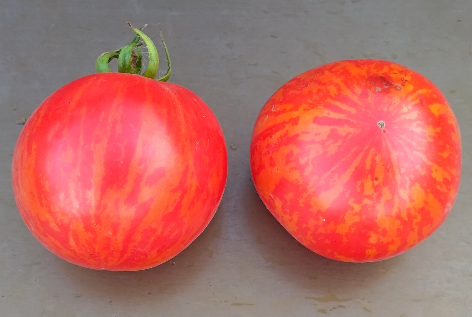 домат Червена зебра