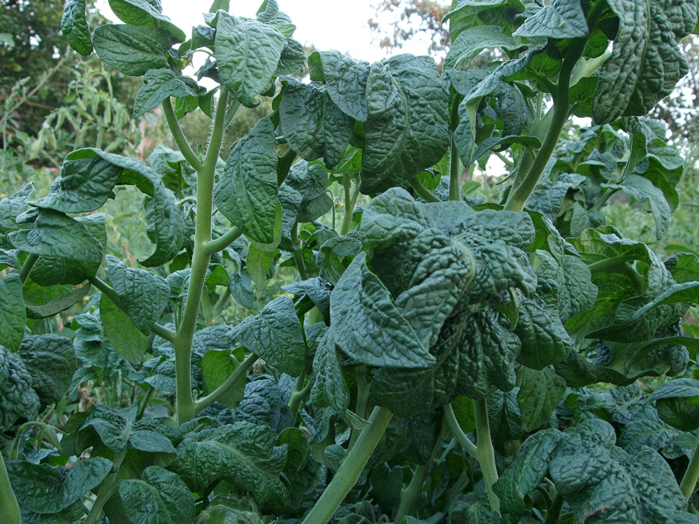 домати Дуарф джейд бюти