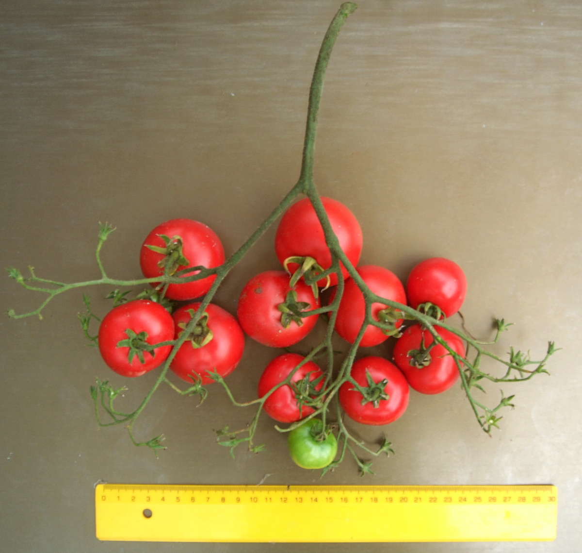 домати сорт Юбилеен на Тарасенко