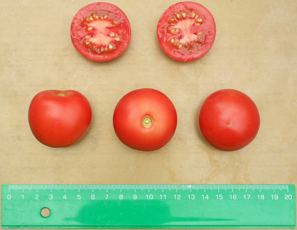 домат Матина