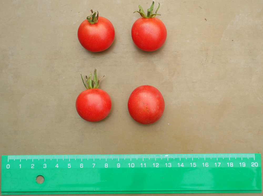 домати Мексикански мед