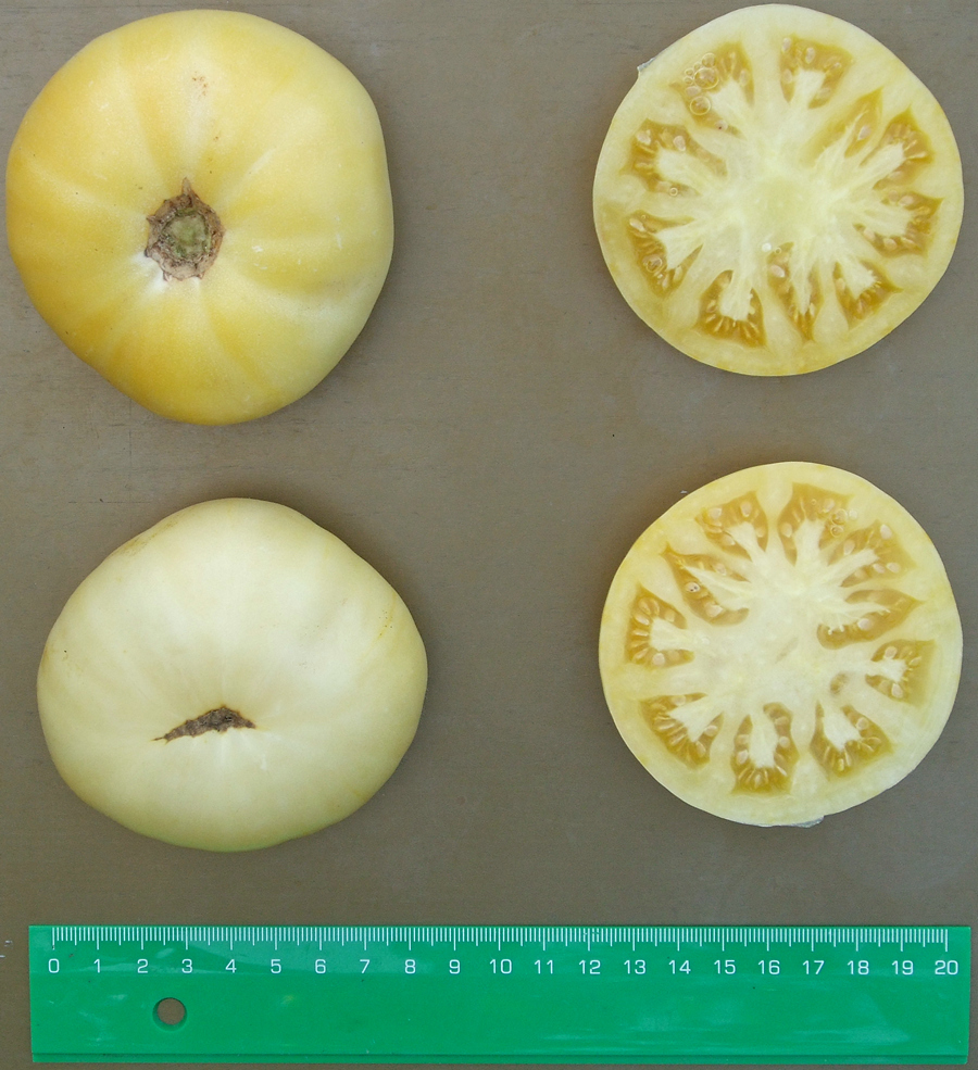 домат Сътън уайт