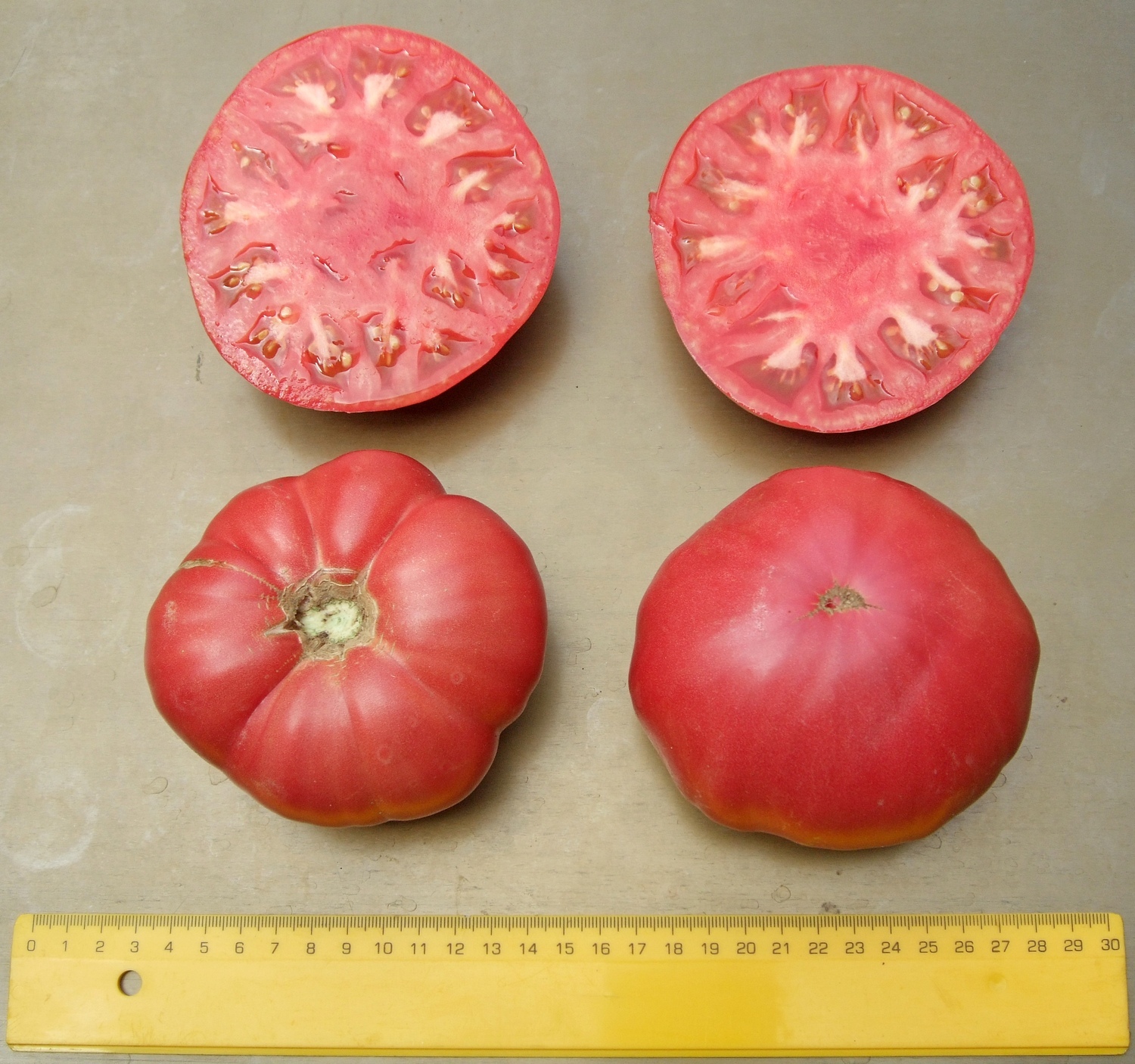 домати Тифен менонит