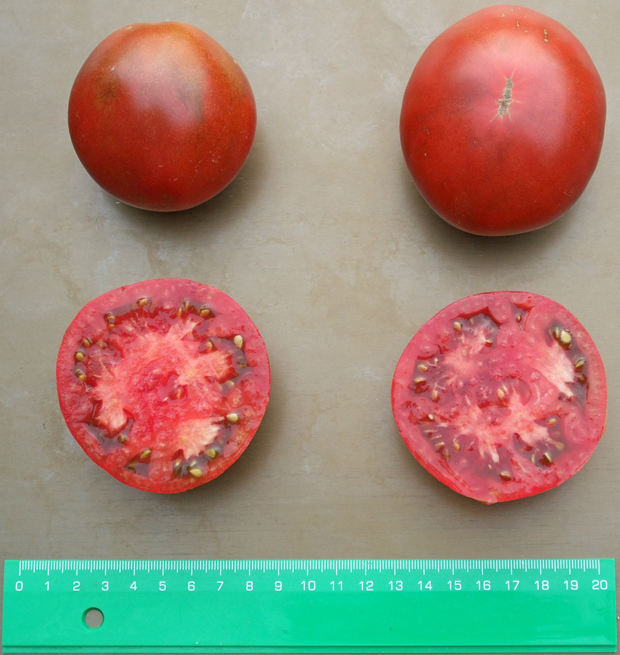 домат Японско черно