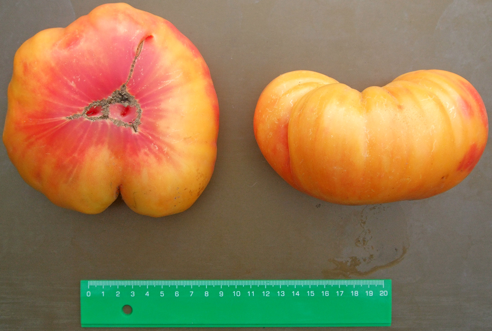 домат Златен медал