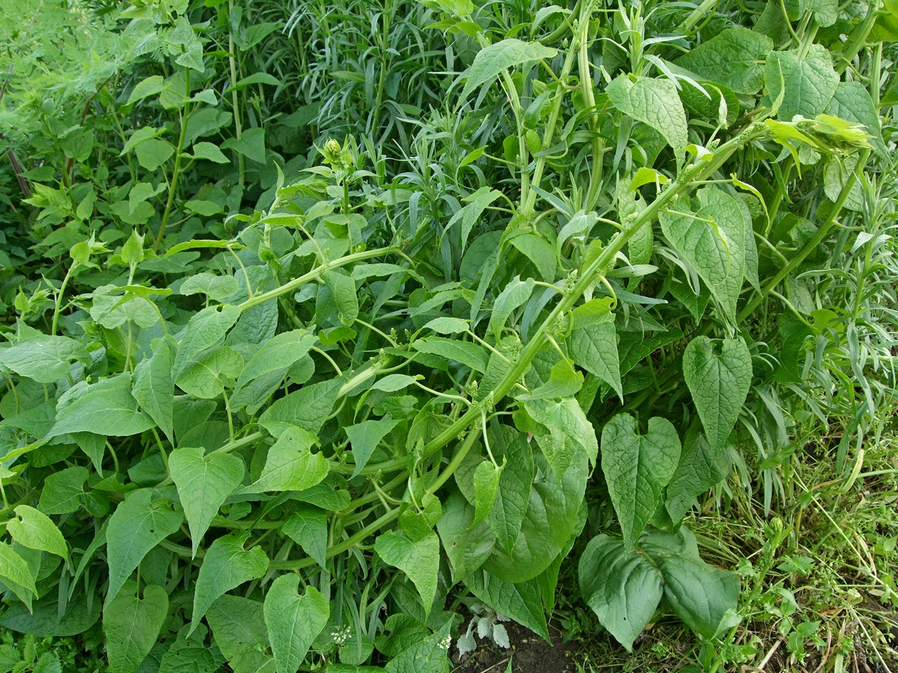 Хаблиция, Кавказки спанак 2