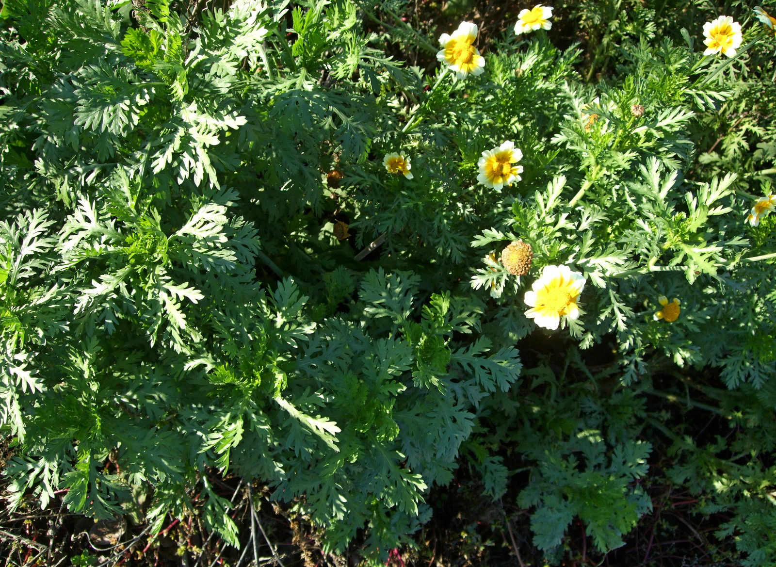 хризантема шунгику