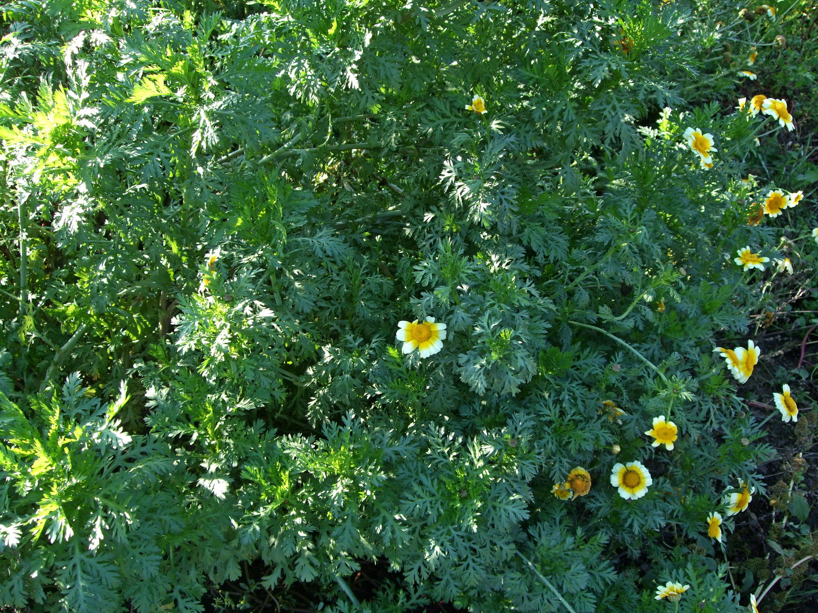 хризантема шунгику