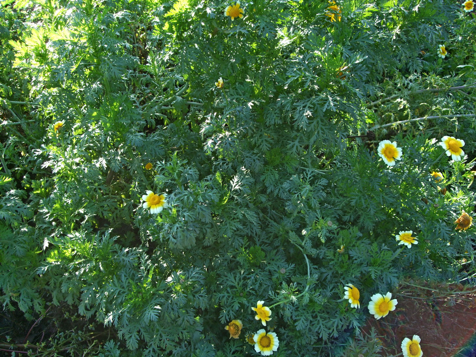 хризантема шунгику