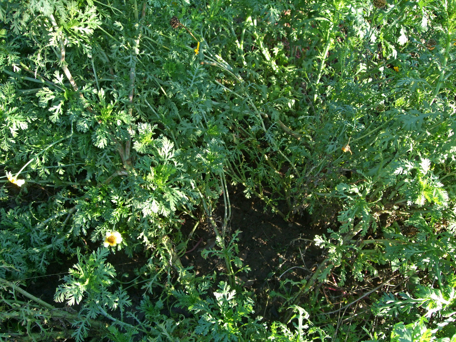 хризантема шунгику