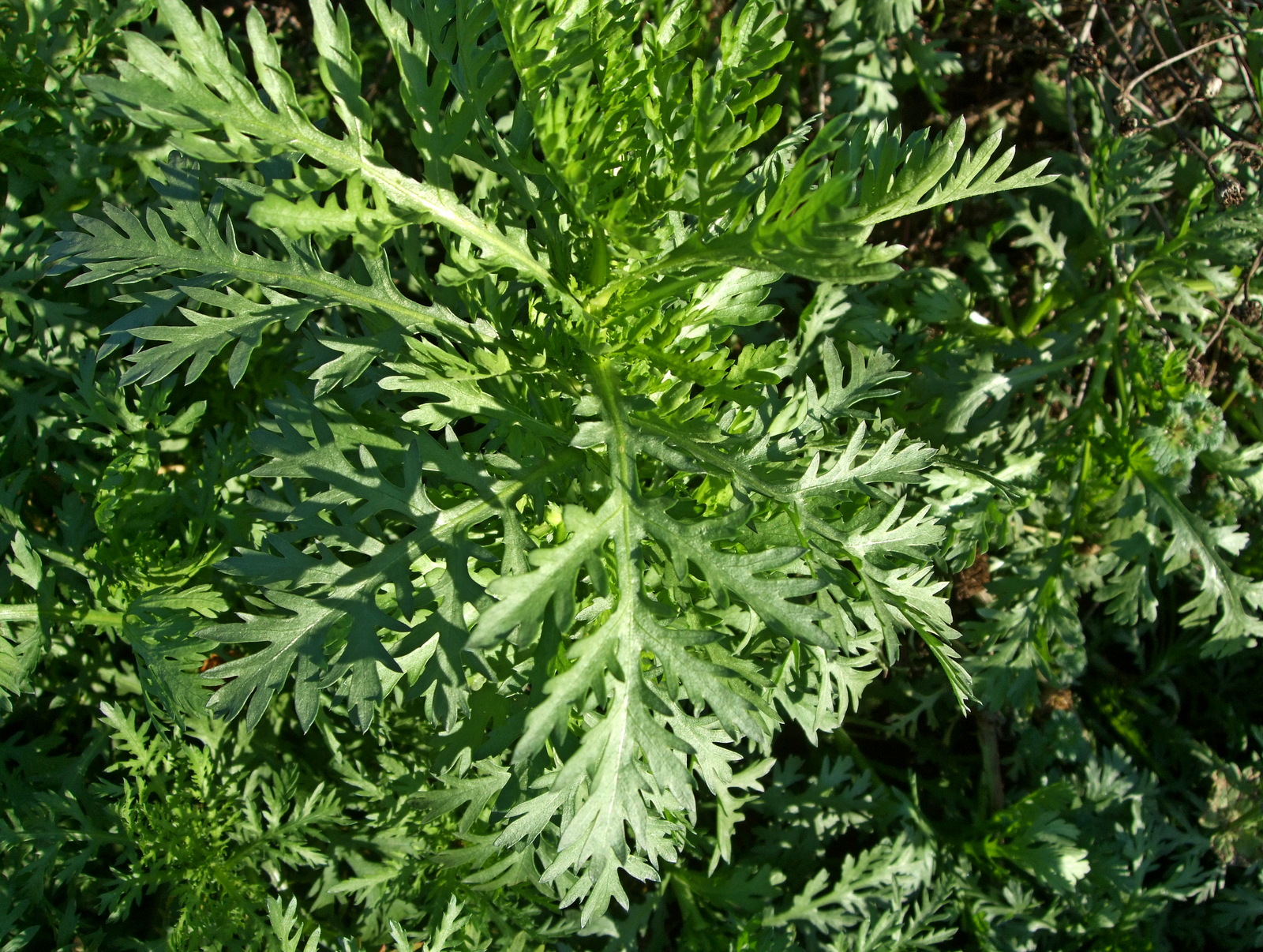 хризантема шунгику