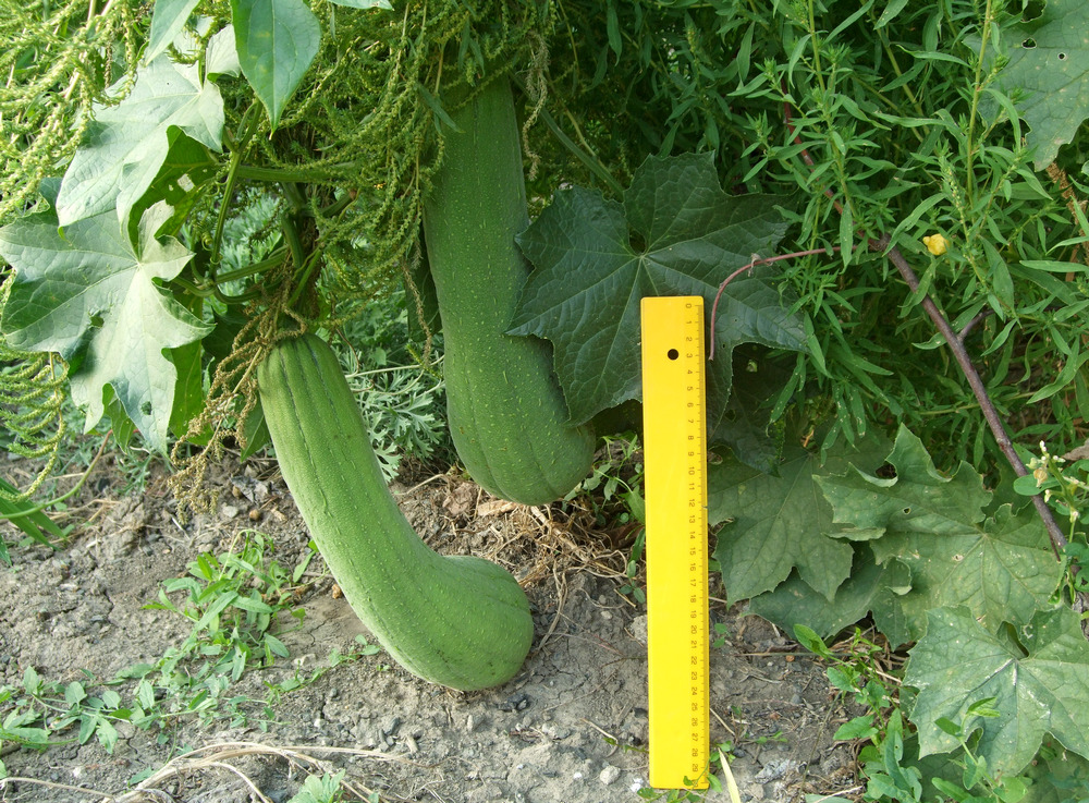 луфа сорт Шестлистна ароматна