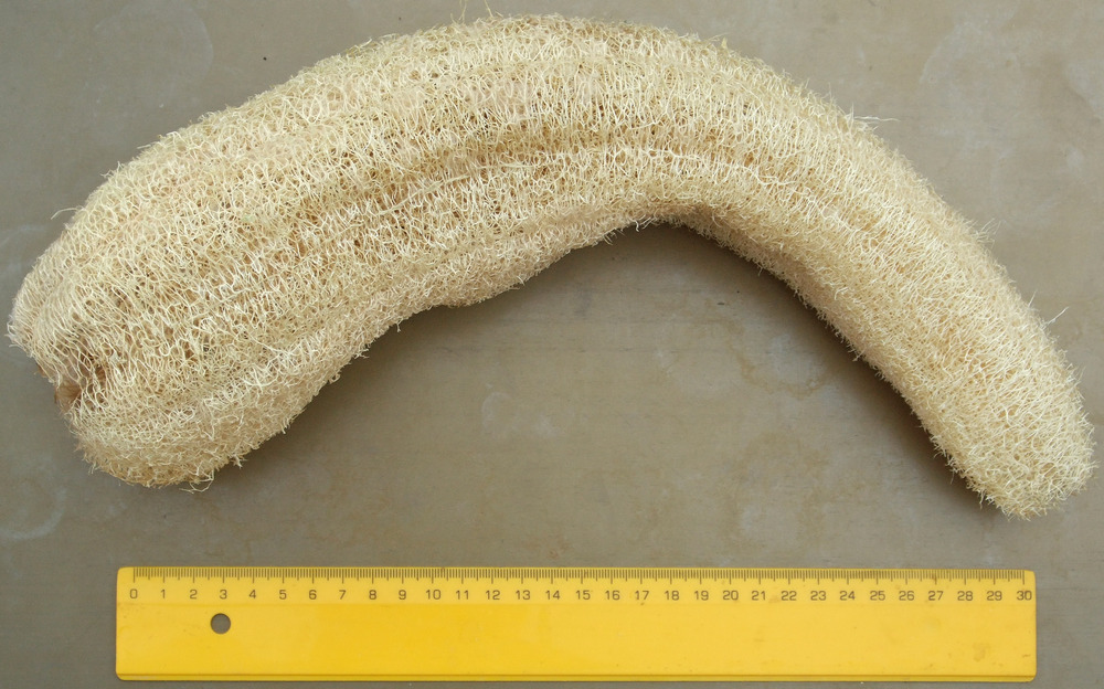 луфа сюнгер