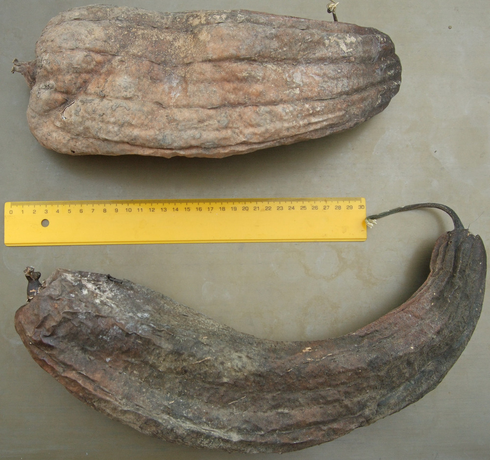 луфа сорт Ранна коприна