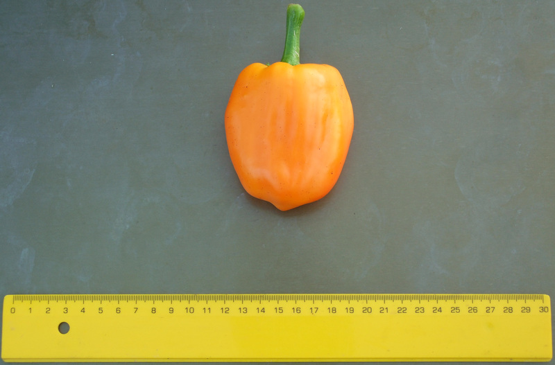 пипер сорт Парнас