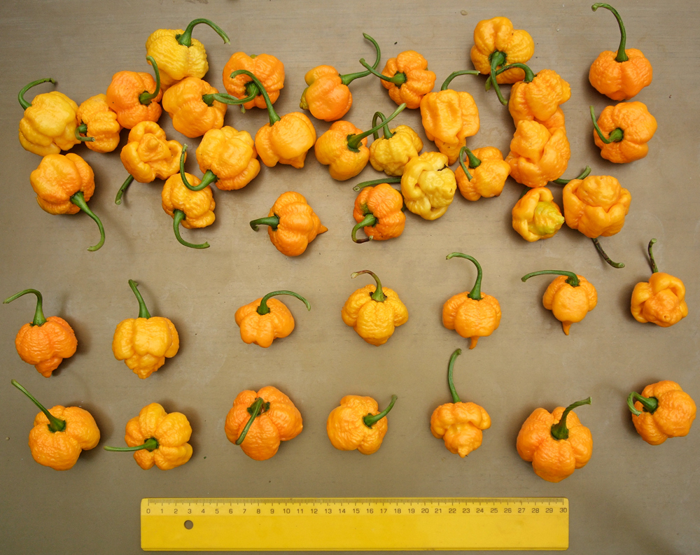 пипер 7 Пот "Брейн" жълт