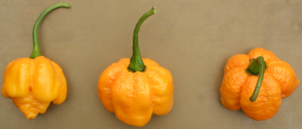 пипер 7 Пот "Брейн" жълт