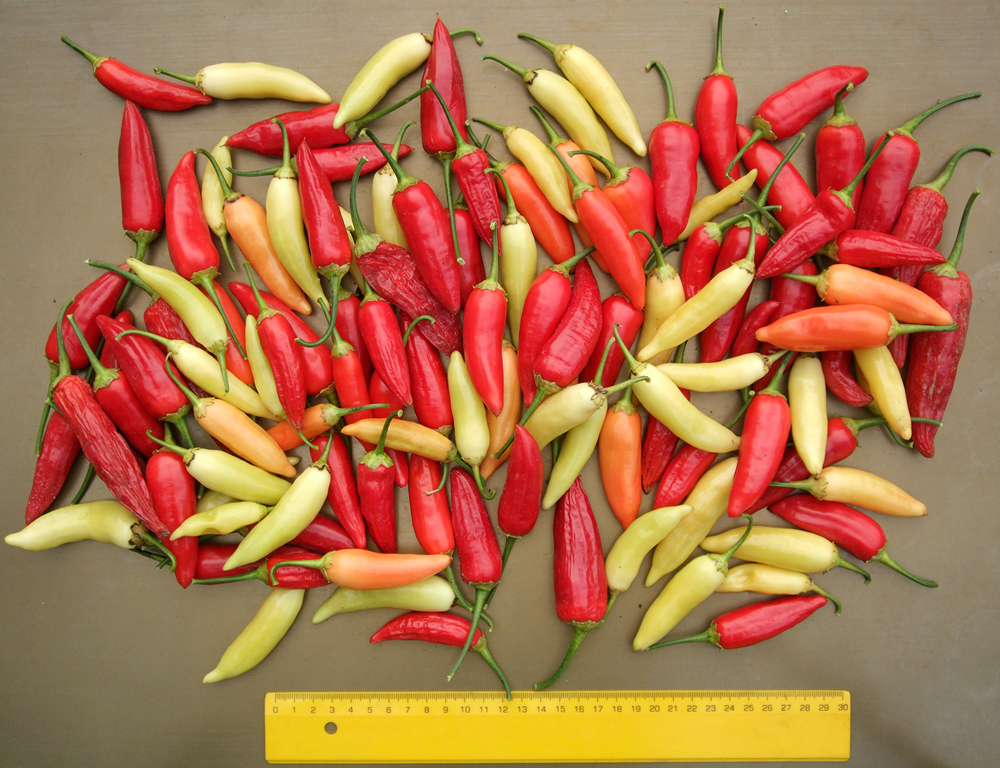 пипер Аджи кристал