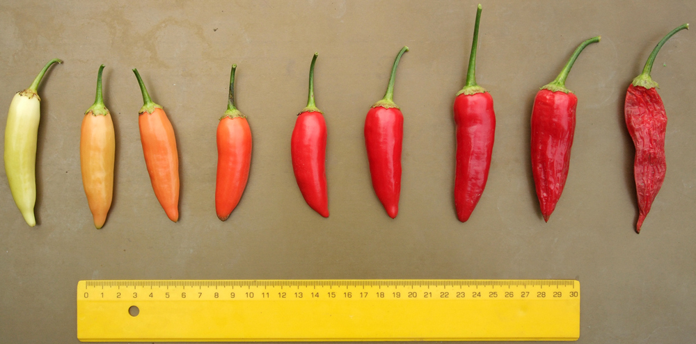 пипер Аджи кристал