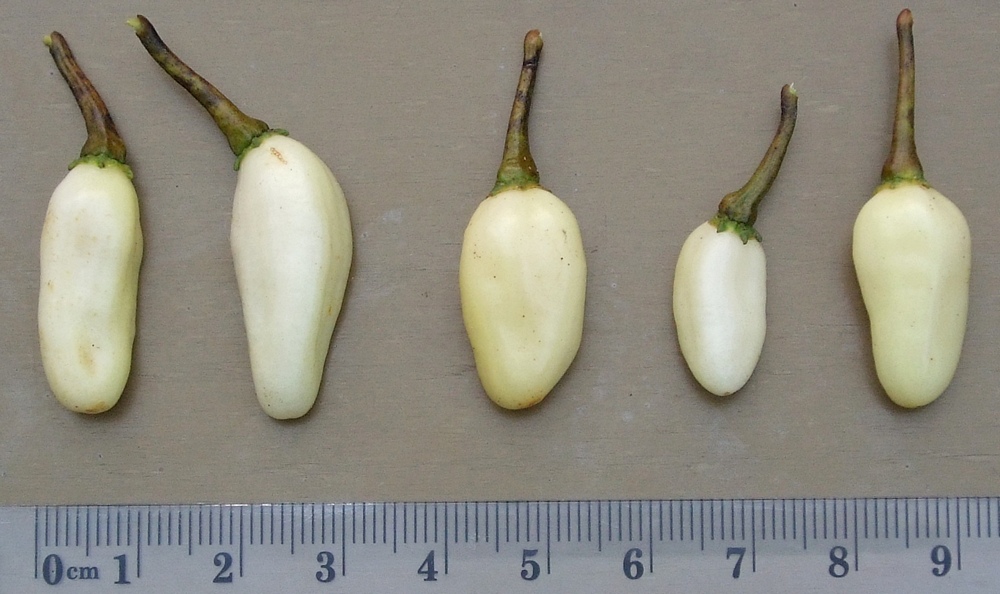 пипер Бял куршум