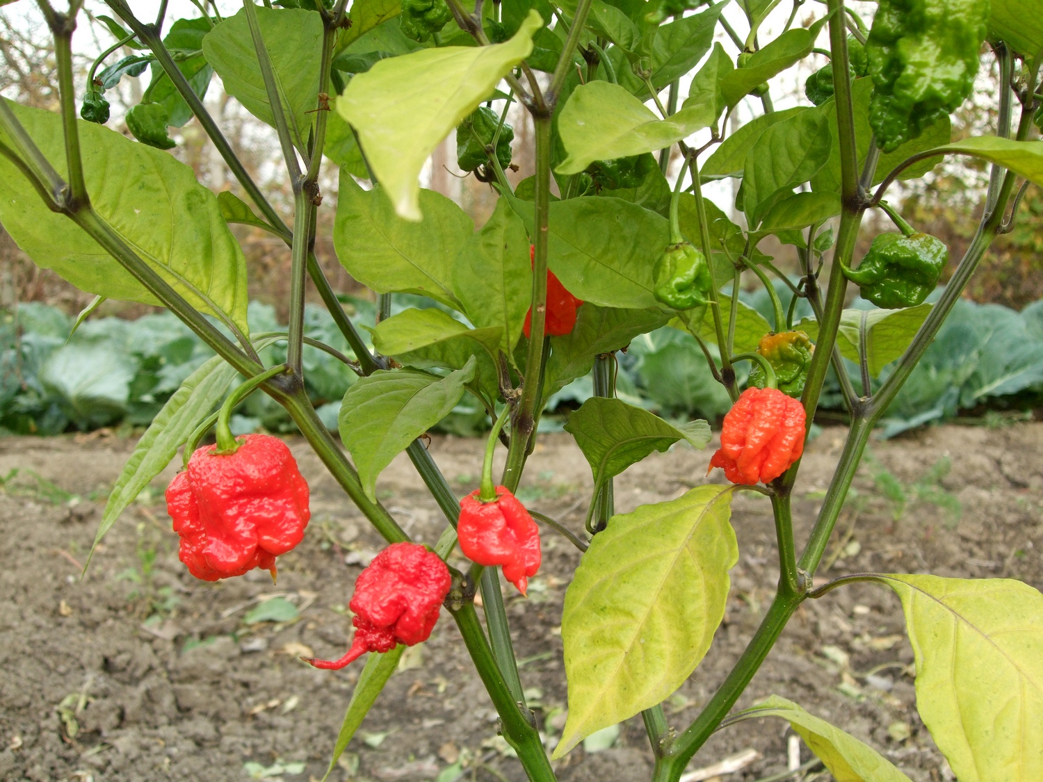 пипер Каролина рийпър 1