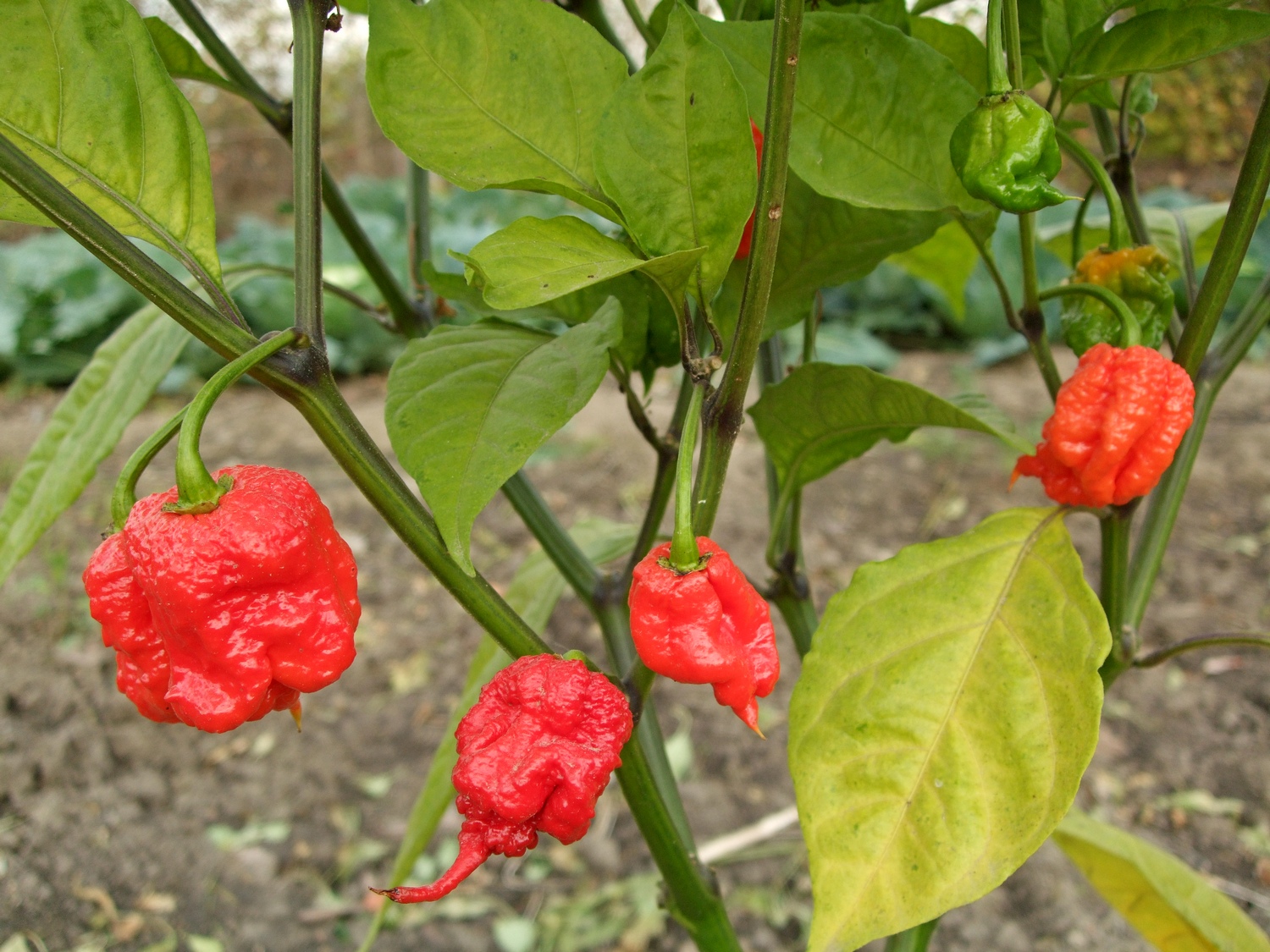 пипер Каролина рийпър 2