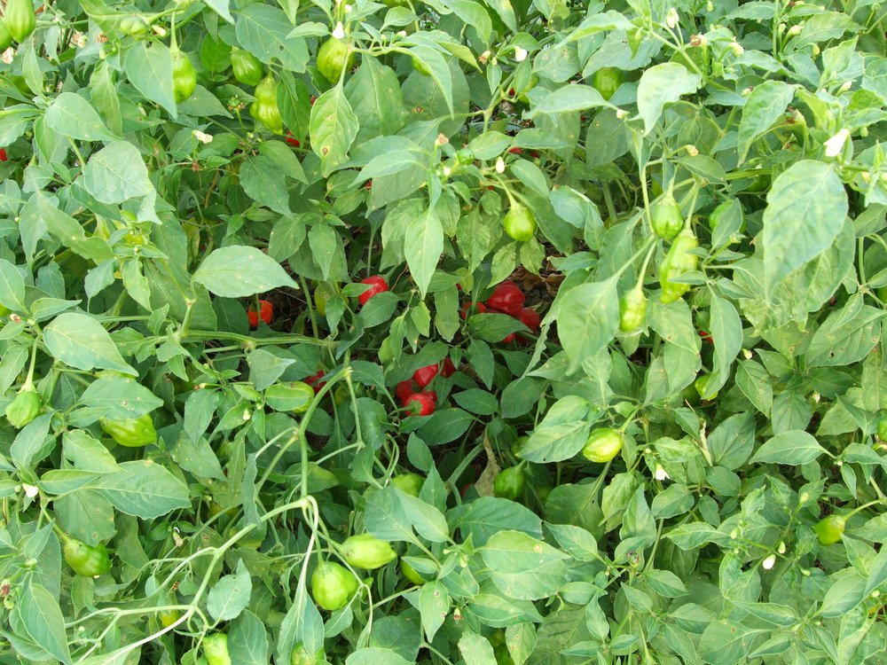 пипер сорт Рейн форест (Дъждовна гора)