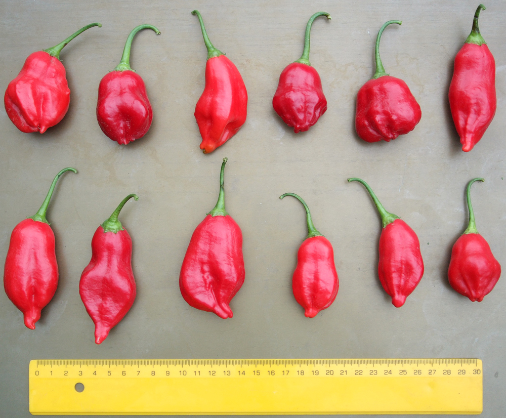 пипер Шампион