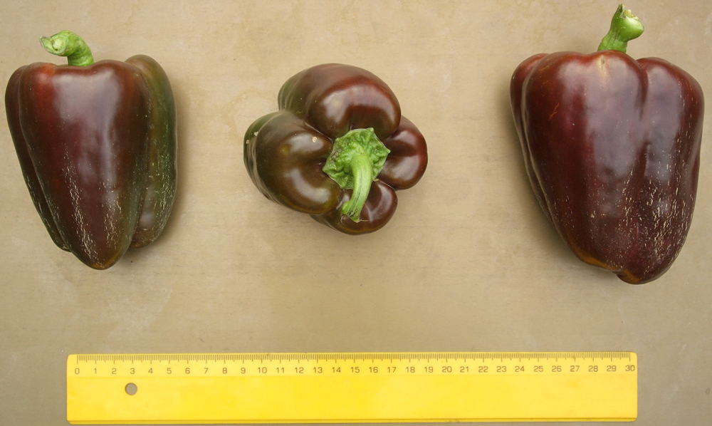 пипер Слакък шоколад