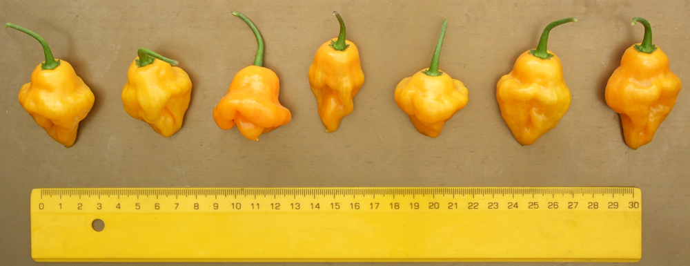 пипер Тринидадски парфюм