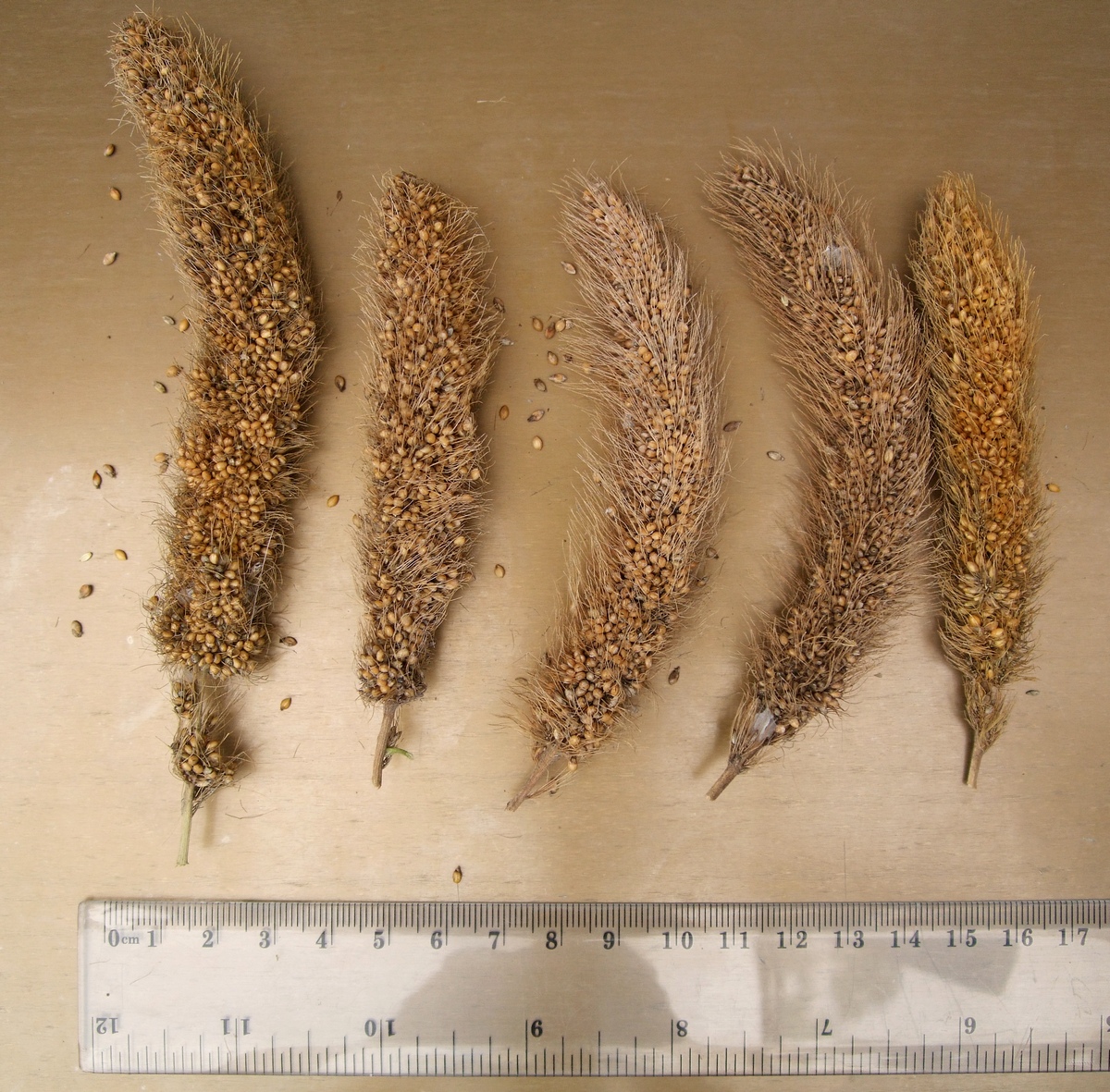 просо Ауксес