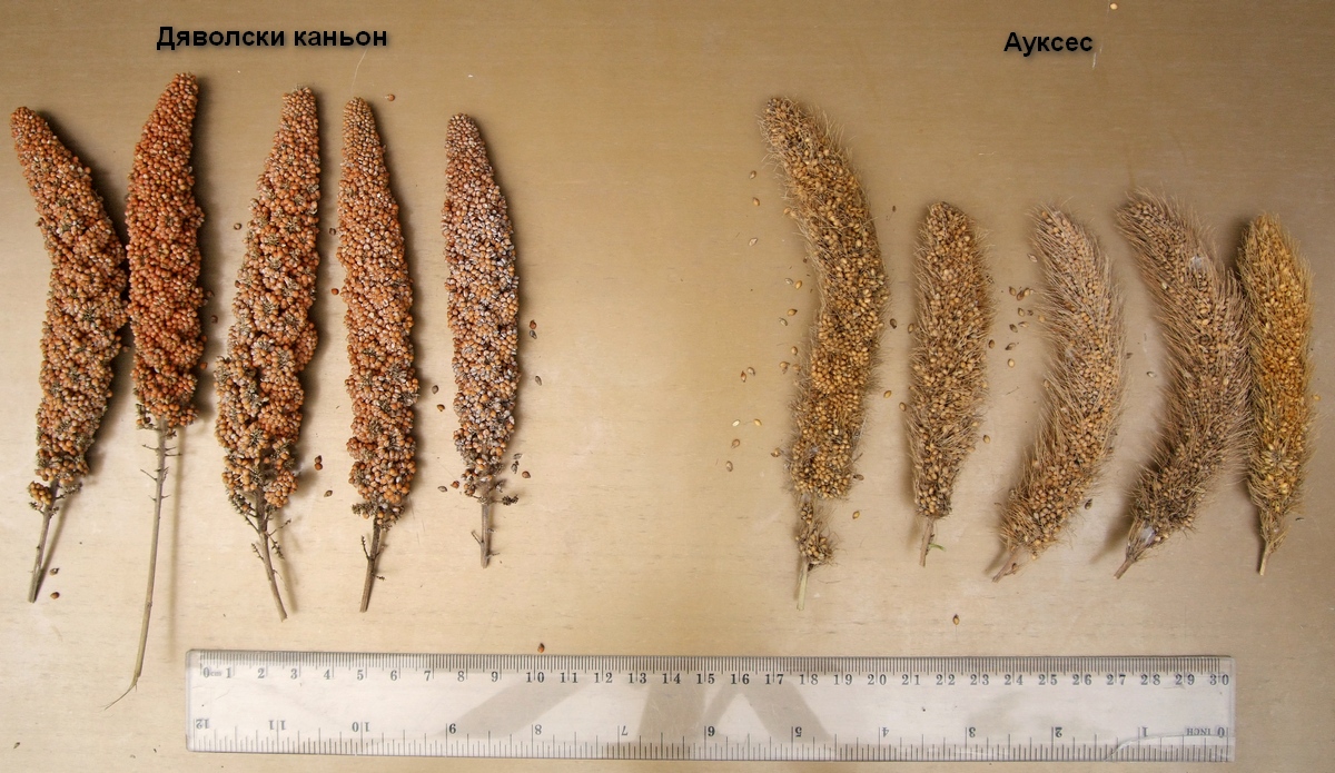просо Setaria italica