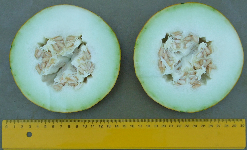 пъпеш сорт Инея