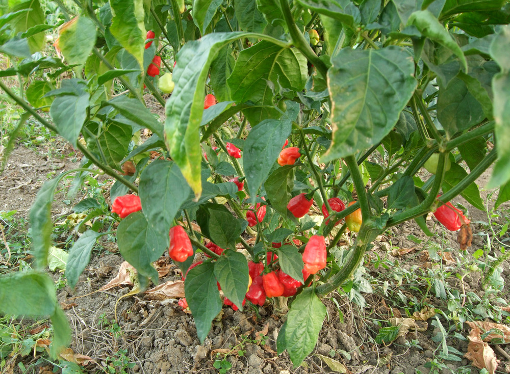 пипер сорт Сладък тринидадски скорпион