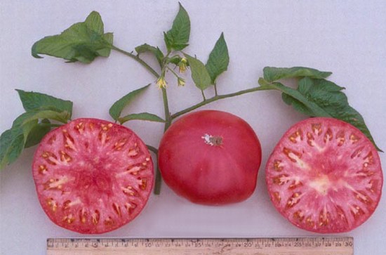 домати Стъмп ъф дъ уърълд