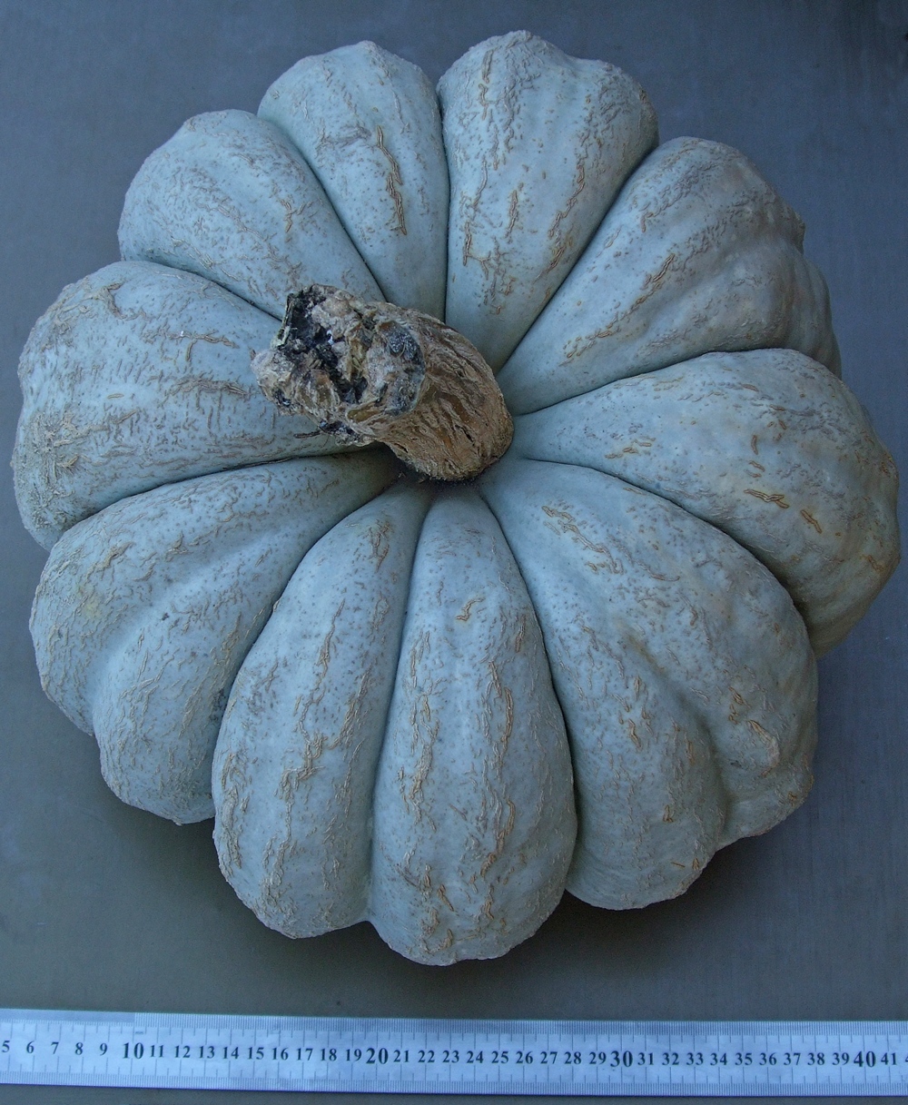 тиква Турски кестен 1