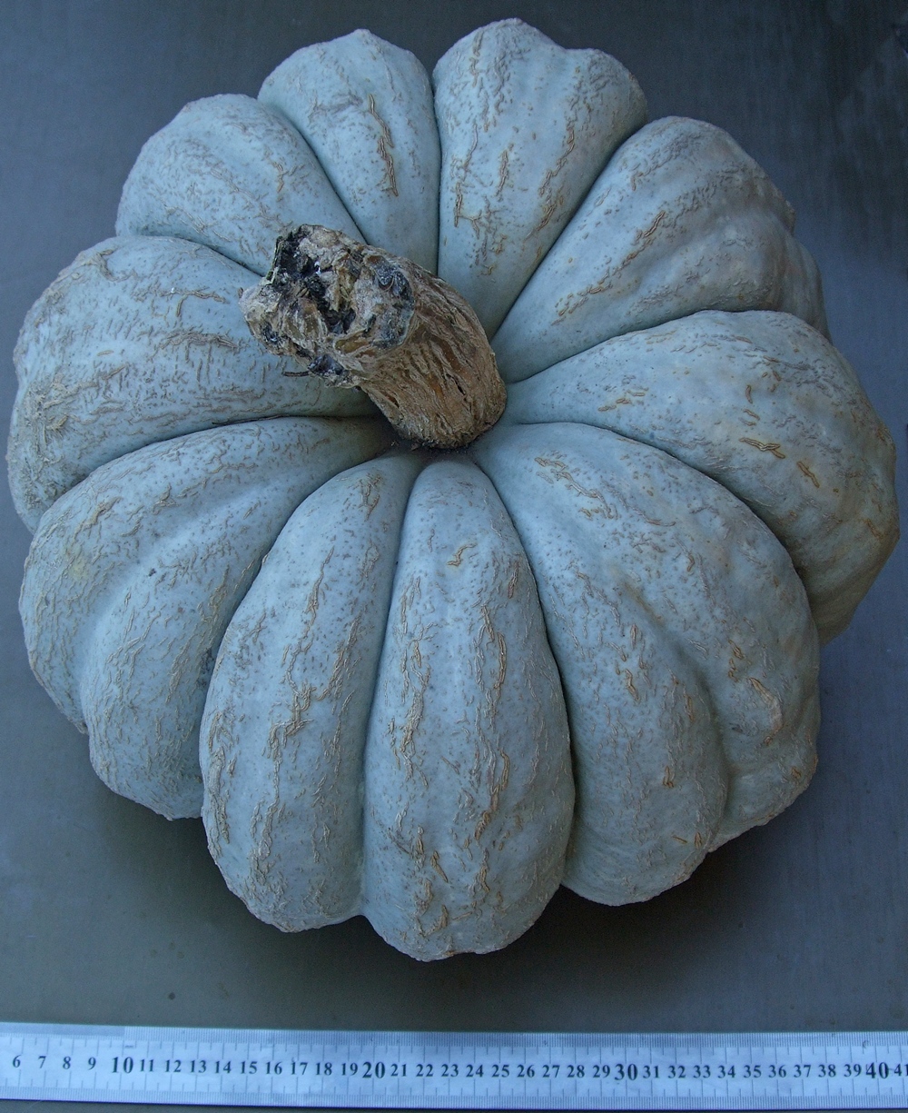 тиква Турски кестен 2