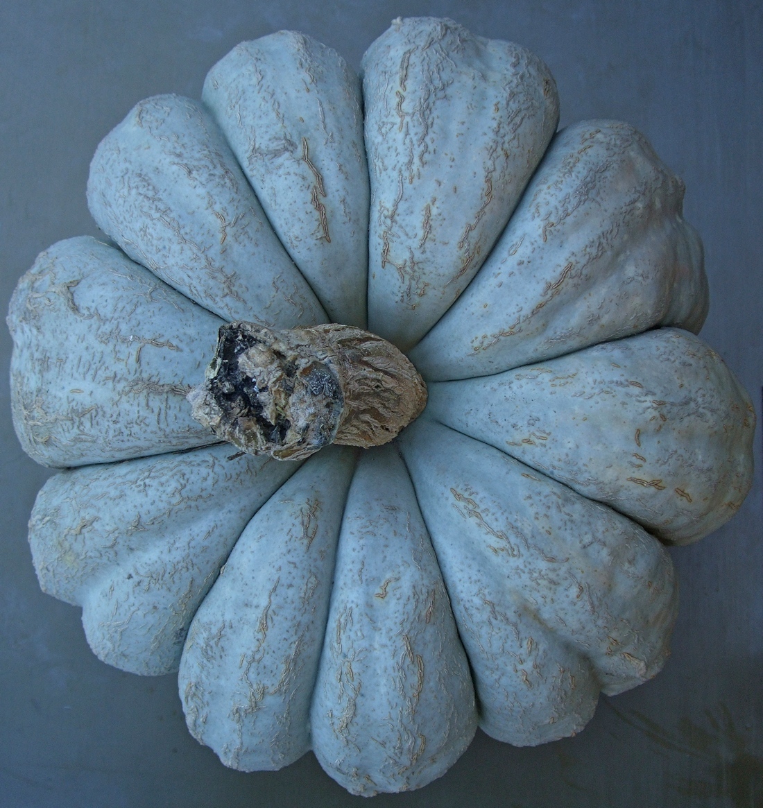 тиква Турски кестен 3